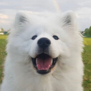 我鞋子生就当小祺的狗