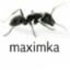 maximka