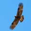 Eagles_Duch