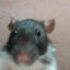 rata
