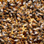Ten-Thousand Bees