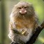 Marmoset