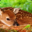 Sika