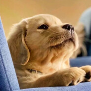 夜半三更小食痰记厕所里做蛋挞没座