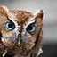 Owls.ÉxóticFlámés
