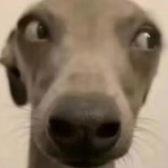 电焊工和黑寡妇