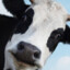 The Little and Lovely Cow