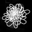 chrysanthemum