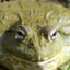 Fat_Frog