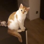 PuszoN