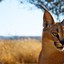 CaraCal