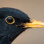 Blackbird