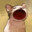 Psychocat