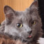 Nebelung