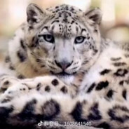 练习时常两年半的雪豹
