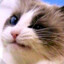 Kitty
