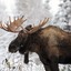 Moose_Master