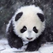 熊猫酒仙儿
