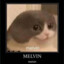 Melvin the cat