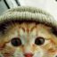 Cats Wearing Hats