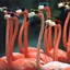 Flamingo Acid