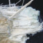 Anthophyllite Asbestos