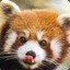 TheRedPanda