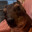 Mr.Hyrax