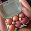 Half a dozen eggs