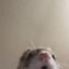 WeaselMcnuggies