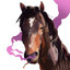 Horse Smoker
