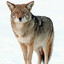 ΔΘ coyote (real)