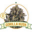 Gorilla kush