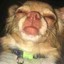Doggo