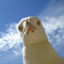pesky seagull ヅ