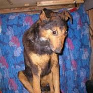 The Dumbfounded Dog
