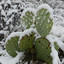 ArcticCactus