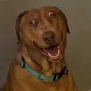 Scooby Dog