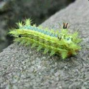 嘟嘟嘟嘟嘟嘟嘟嘟嘟嘟