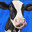 Dirty Heifer