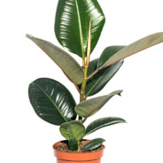 fikus - steam id 76561199118108751