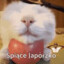 spiace_japorzko