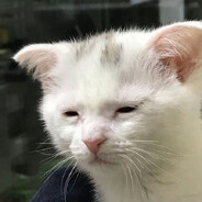 cattt - steam id 76561198149292259
