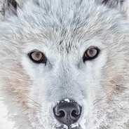 AWOOOOO