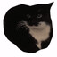 cateIka