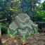 Pet Rock