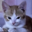 mr.cat