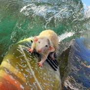 surfig ratt