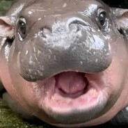 hippotenus