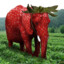 Strawberry Elephant